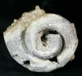 Fossil Whelk with Golden Calcite Crystals - #14710-1